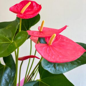 Anturio rosa