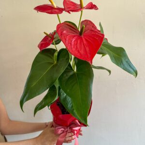 Anturio rojo