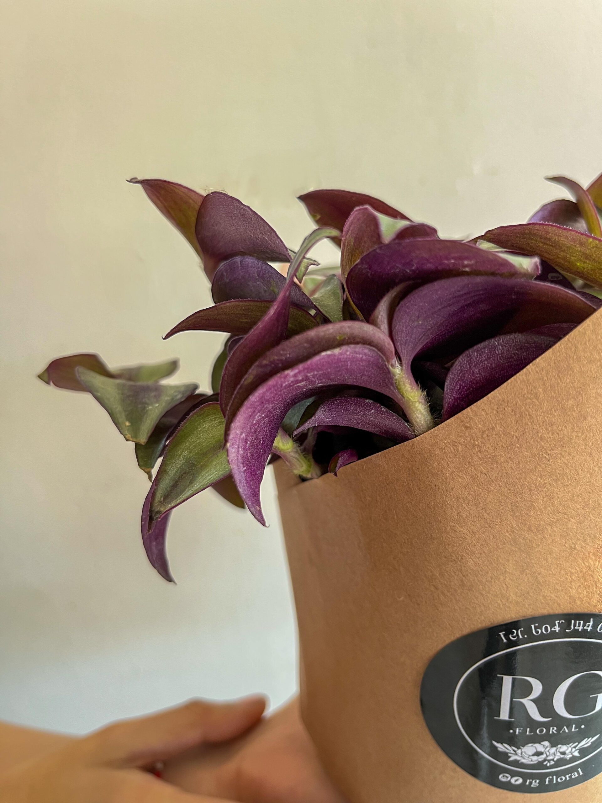 Tradescantia Morada - Imagen 2