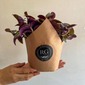 Tradescantia Morada