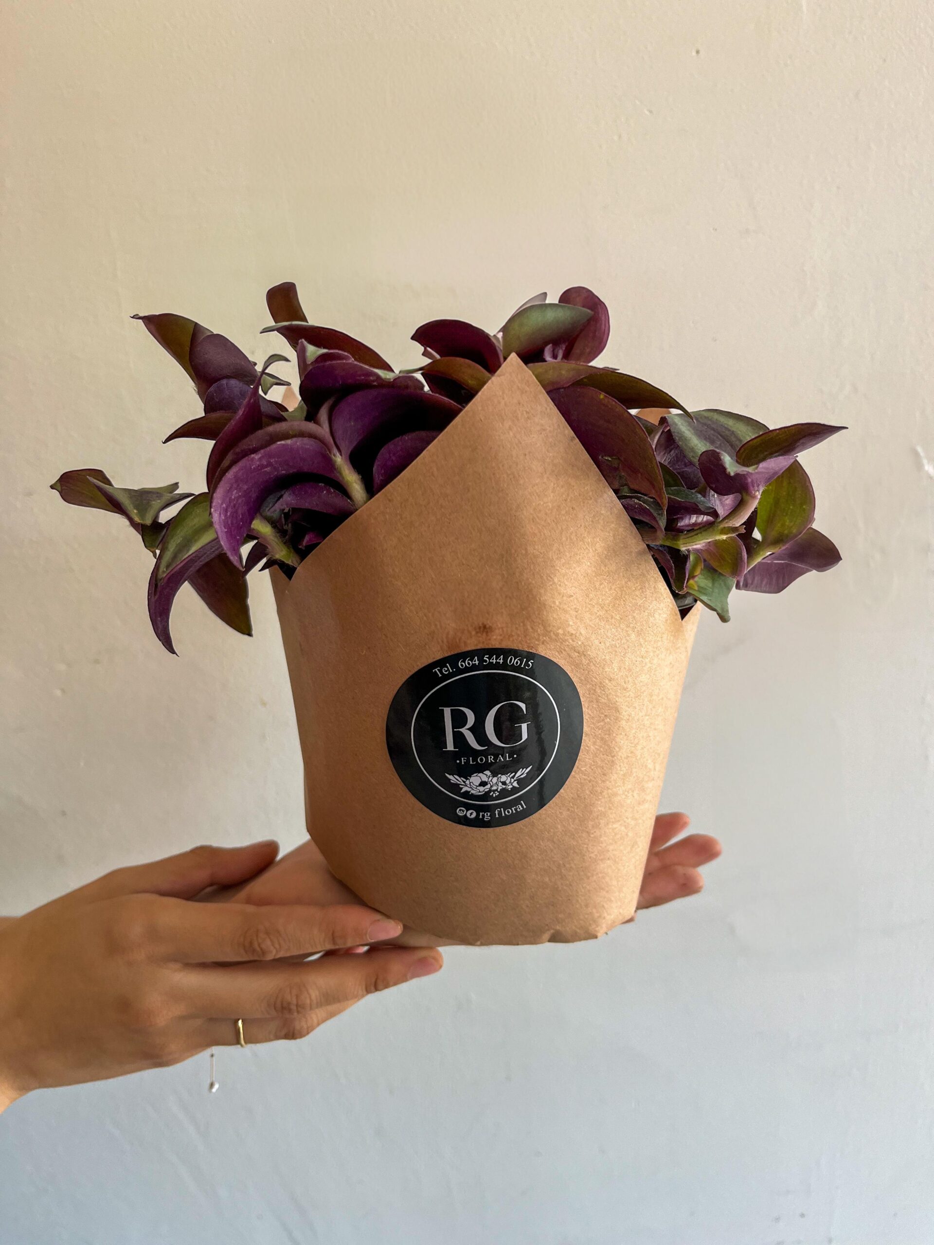 Tradescantia Morada