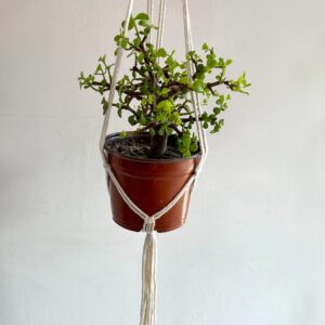 Macetero macramé