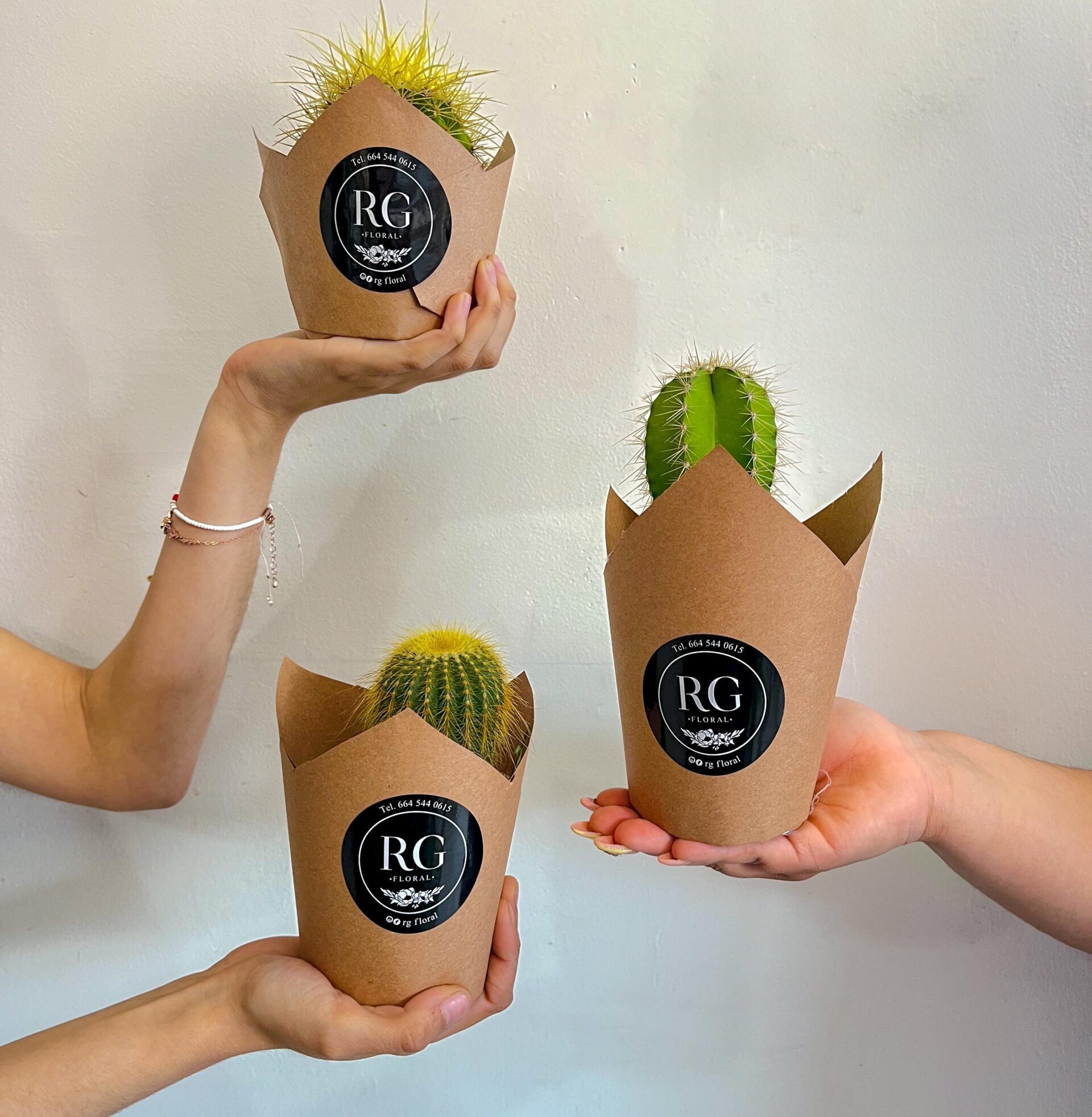 Cactus