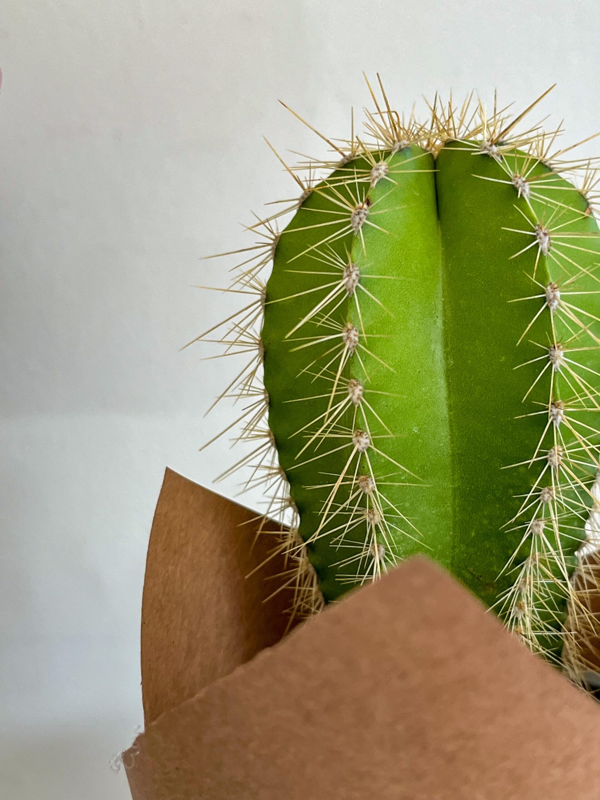 Cactus - Imagen 3
